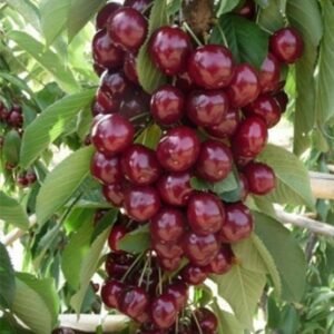 Черешня Сільвія