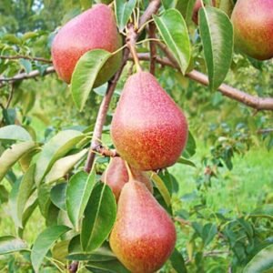 Груша Улюблениця Клаппа
