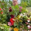 Троянда садова різні сорти 10 шт