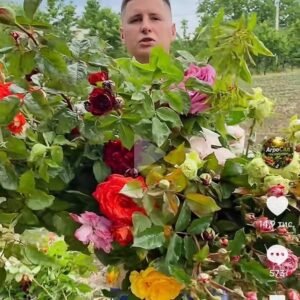 Троянда садова мікс 5 шт