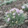 Гвоздика садова 1 шт Рожева